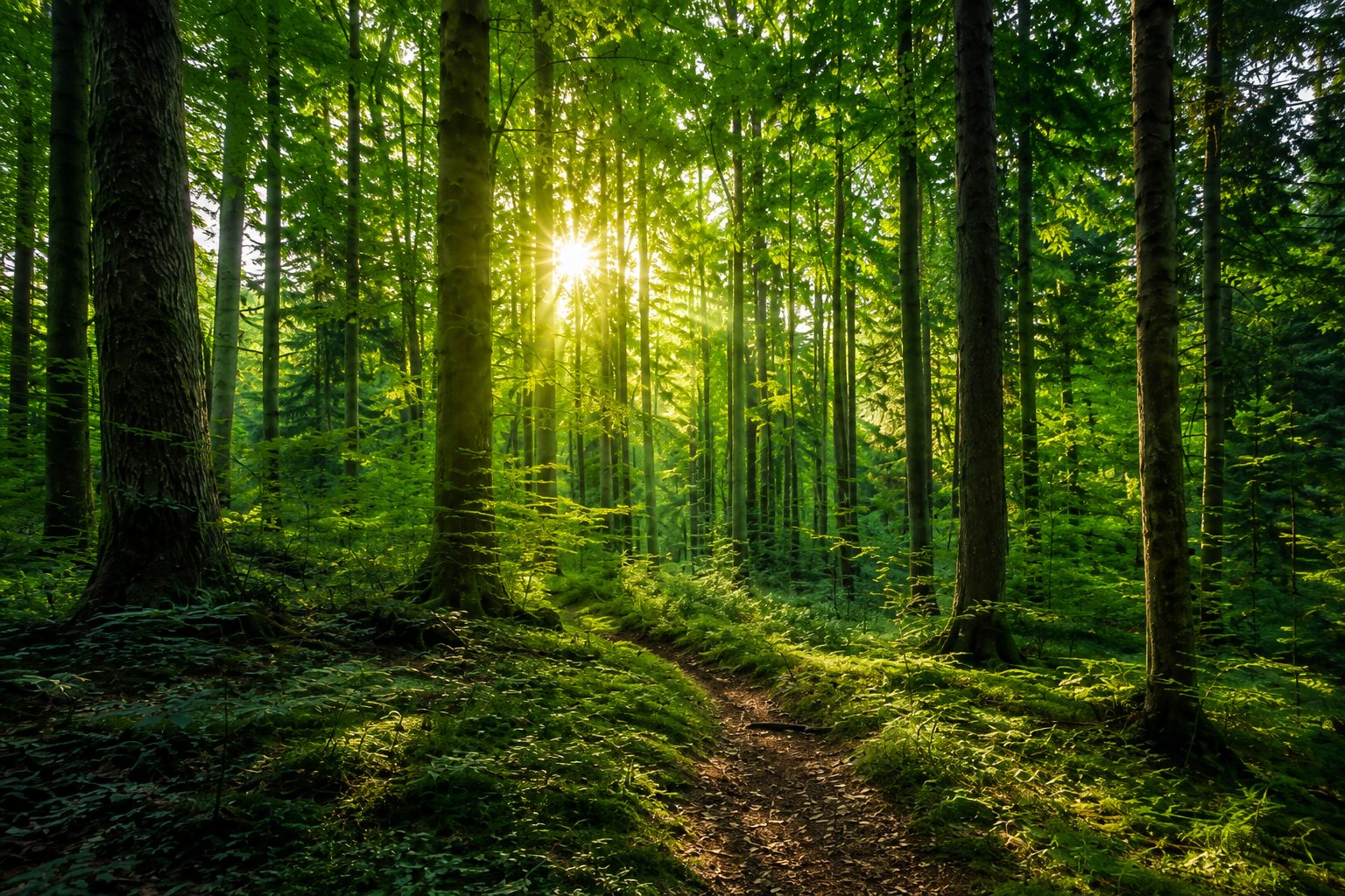 Illustration forêt